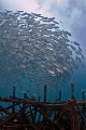 School of Jack Fish on an artificial reef... Nikon D70s with Sigma 15mm Fish-eye in a Sea&Sea Housing. SB800 strobe in a fantasea housing running in TTL mode. 
